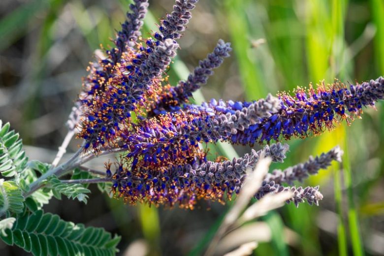 Amorpha Canescens, Leadplant, Leadplant Amorpha, Prairie Shoestring, Purple flowers, Drought tolerant shrub, Summer blooms, purple flowers, false indigo