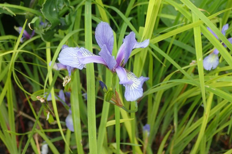 Iris prismatica, Slender Blue Iris, Slender Blue Flag, Coastal Iris, Iris carolina, Iris prismatica var. austrina , Iris for Ponds, Perennial for wet soil, Perennial for poorly drained soils, Purple Flowers