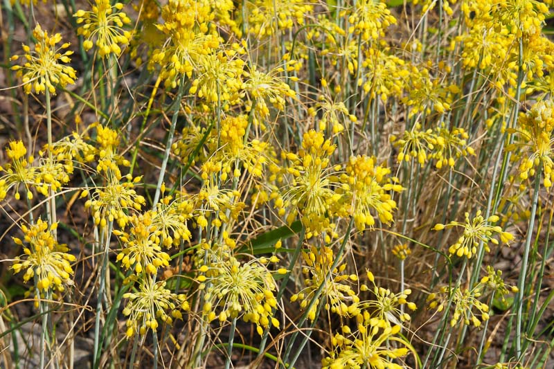 Allium Flavum, Yellow-Flowered Garlic, Allium Tauricum, Yellow Garlic, Yellow Onion, Summer Bulbs, Summer Flowers, Bulbs for Mediterranean Gardens, Bulbs for Dry Gardens