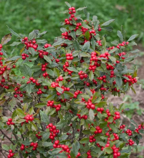 Ilex Verticillata Little Goblin® Red, Winterberry Little Goblin® Red, red berries, evergreen shrub, American winterberry, Aquifoliaceae, Berry, holly, Ilex, winter shrub