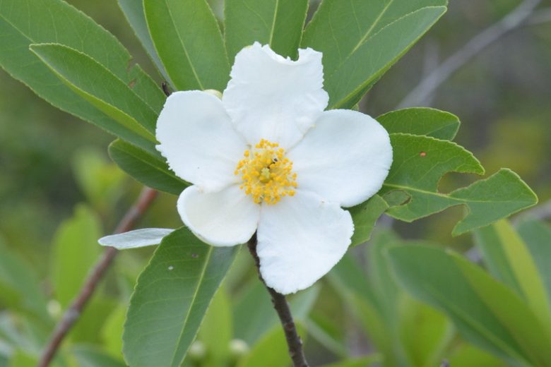 Gordonia lasianthus, Gordonia, Loblolly Bay, Evergreen Shrubs, Evergreen Tree, White flowers, Fragrant Shrub, Fragrant Tree