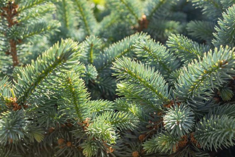 Picea sitchensis, Sitka Spruce, Tideland Spruce, Coast Spruce, Menzies Spruce, Evergreen Conifer, Evergreen Shrub, Evergreen Tree