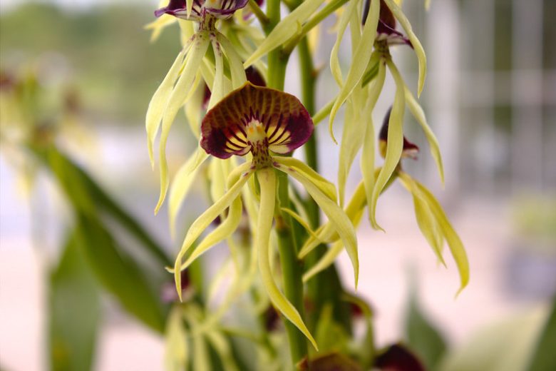 Prosthechea cochleata, Clamshell Orchid, Cockleshell Orchid, Octopus Orchid, Black Orchid, Aulizeum cochleatum, Encyclia cochleata, Fragrant Orchids, Easy Orchids, Easy to Grow Orchids