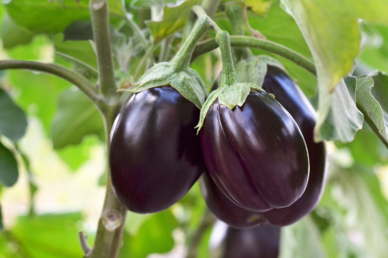 Solanum Integrifolium