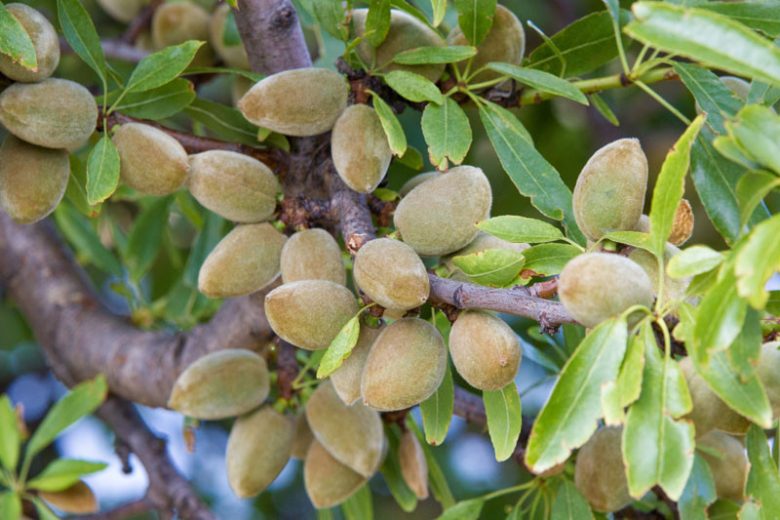Prunus dulcis, Almond, Sweet Almond, Amygdalus communis, Amygdalus dulcis, Prunus amygdalus, Prunus communis, Deciduous Tree, Fall Color, Fruit Tree