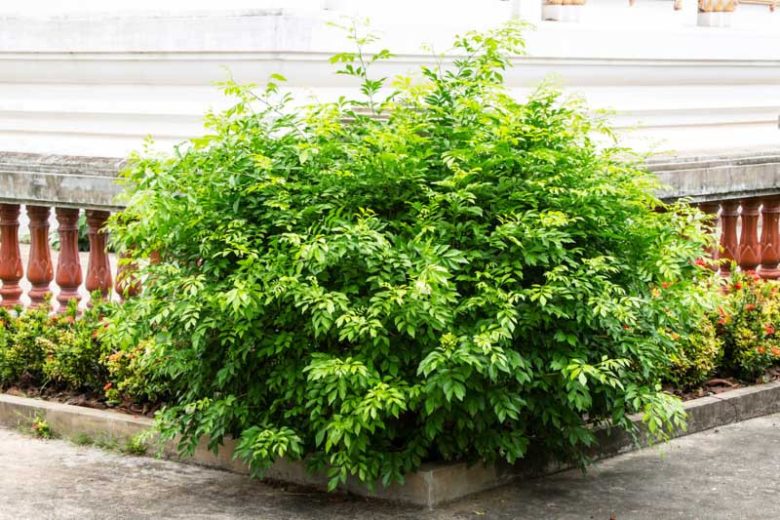 Murraya paniculata, Orange Jasmine, Orange Jessamine, China Box, Mock Orange, Fragrant Shrub, Evergreen tree, evergreen shrub, White Flowers