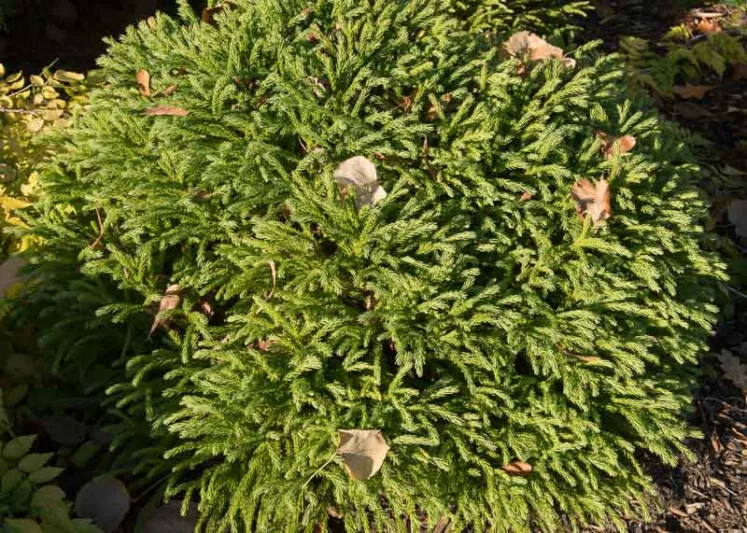 Cryptomeria japonica 'Globosa Nana', Japanese Cedar  'Globosa Nana', Conifer, Evergreen Tree, Dwarf Conifer, Small Conifer