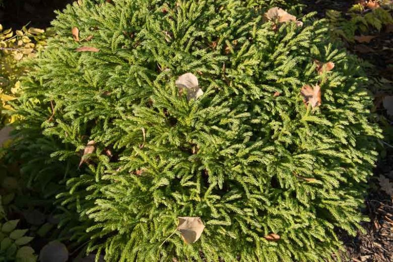 Cryptomeria japonica 'Globosa Nana', Japanese Cedar  'Globosa Nana', Conifer, Evergreen Tree, Dwarf Conifer, Small Conifer