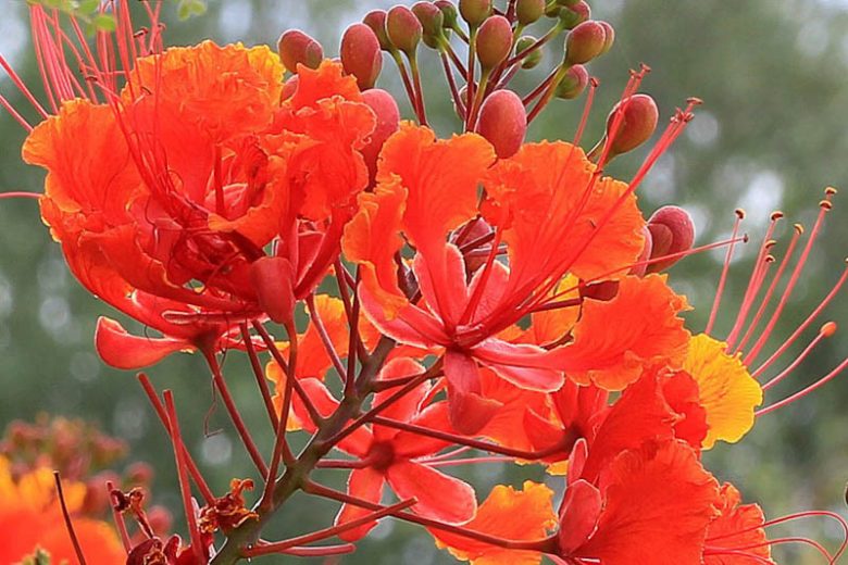 Caesalpinia pulcherrima, Red Bird of Paradise, Barbados Pride, Barbados Flower Fence, Dwarf Poinciana, Flamboyant Tree, Paradise Flower, Peacock Flower, Spanish Carnation