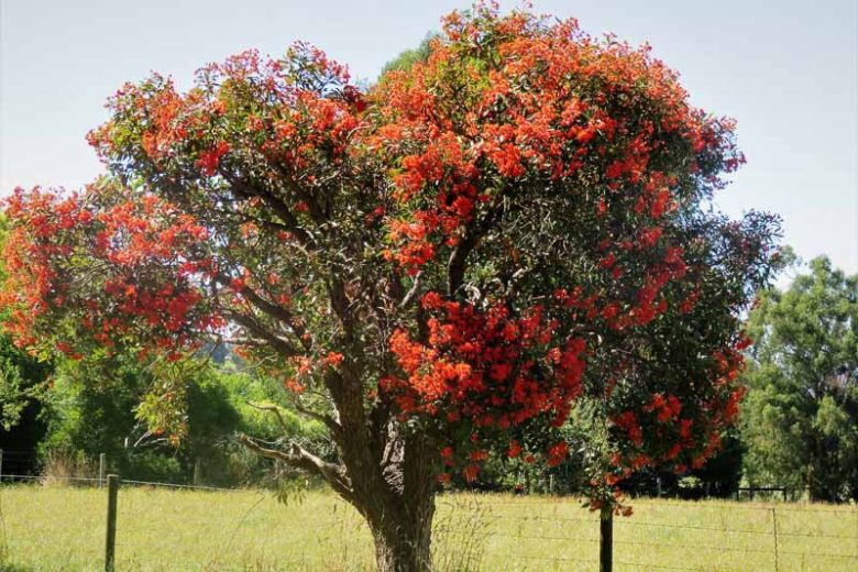 Eucalyptus ficifolia, Gum Tree, Flowering Gum, Red Flowering Gum, Eucalyptus ficifolia, Evergreen Tree, Red Flowers