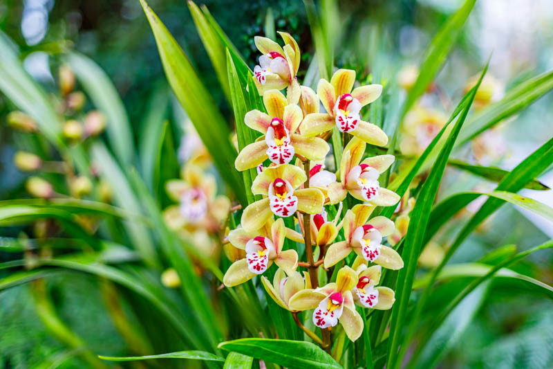 Cymbidium, Boat Orchids, Terrestrial Orchids, Home Orchids, Fragrant Orchids, Easy to Grow Orchids