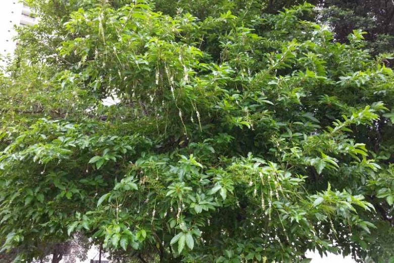 Citharexylum spinosum, Florida Fiddlewood, Spiny Fiddlewood, Florida Native Shrub, Florida Native Tree, Evergreen Shrub, Evergreen Tree