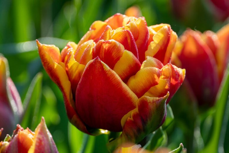 Tulip Cilesta, Tulipa 'Cilesta',Tulipe 'Cilesta', Double Early Tulip, Double Early Tulip 'Cilesta', Double Early Tulips, Spring Bulbs, Spring Flowers, Mid Spring Flowers, Yellow Tulip, Red tulip, Bicolor Tulip