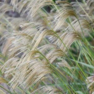 Miscanthus nepalensis, Himalaya Fairy Grass, Drought tolerant plant, Ornamental grass, Low maintenance ornamental grass