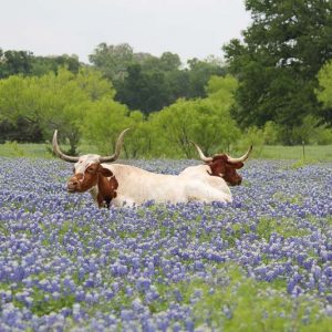 Texas Native Plants