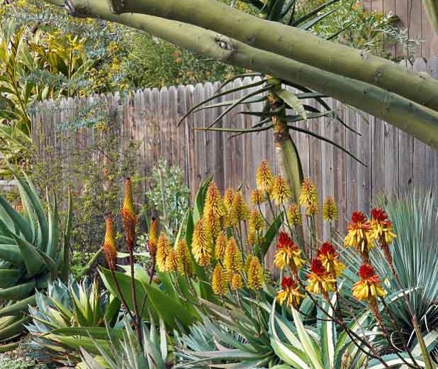 Aloe petricola, Stone Aloe, Yellow flowers, Succulents, Aloes, Drought tolerant plants