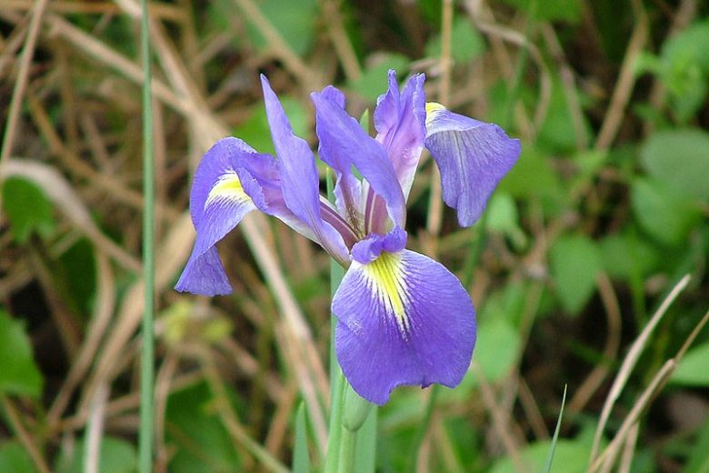 Iris hexagona, Dixie Iris, Carolina Iris, Water Iris, Bog Iris, Iris for Ponds, Perennial for wet soil, Perennial for poorly drained soils, Blue Iris, Lavender Iris