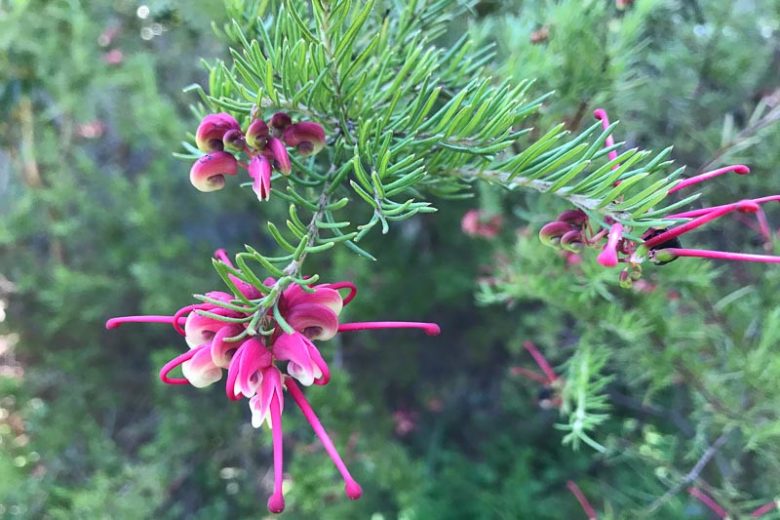 Grevillea rosmarinifolia, Rosemary Grevillea, Mediterranean shrubs, Evergreen Shrubs, Red flowers, Orange flowers, drought tolerant flowers