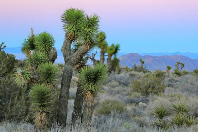 Yucca brevifolia, Joshua Tree, Tree Yucca, Cactus-Yucca, Yucca-Palm, evergreen Tree, Drought Tolerant Tree