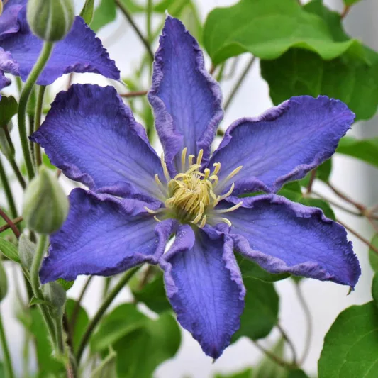 Clematis Brother Stephan, Brother Stephan Clematis, Large-Flowered Clematis Brother Stephan, group 2 clematis, Blue clematis, Clematis Vine, Clematis Plant, Flower Vines, Clematis Flower, Clematis Pruning,