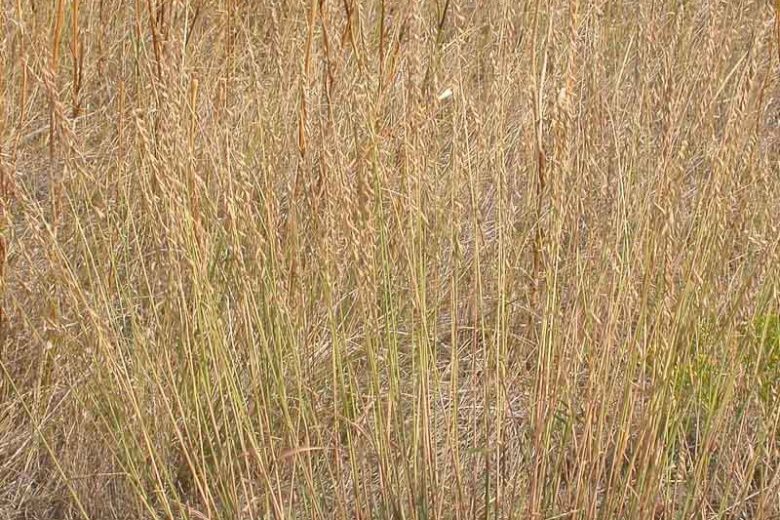 Bouteloua curtipendula, Side Oats Grass, Side Oats Grama, Sideoats Grama, Banderilla, Banderita, Navajita, Ornamental Grass, Perennial grass, Drought tolerant grass