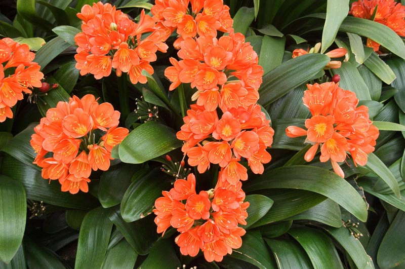 Clivia miniata, Natal Lily, Kaffir Lily, Bush Lily, Evergreen Perennial, Orange Flowers, Yellow Flowers