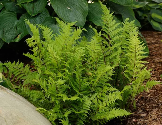 Athyrium Filix-Femina  'Lady in Red', Lady in Red Lady Fern, Athyrium angustum 'Lady in Red', Athyrium niponicum 'Lady in Red', Athyrium filix-femina subsp. angustum f. rubellum 'Lady in Red', Shade plants, shade perennial, plants for shade, plants for wet soil