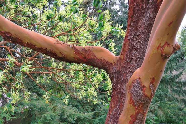 Arbutus menziesii, Madrone, Pacific Madrone, Pacific Madrona, Evergreen Shrubs, White flowers, Pink flowers, Red Fruits, Yellow Fruits, drought tolerant flowers, Flowering Tree