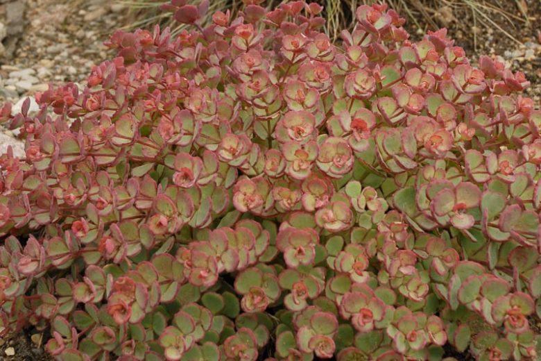 Sedum sieboldii, October Daphne Stonecrop, Hylotelephium sieboldii, sieboldii stonecrop