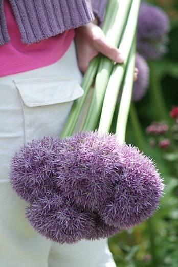 Allium Round and Purple