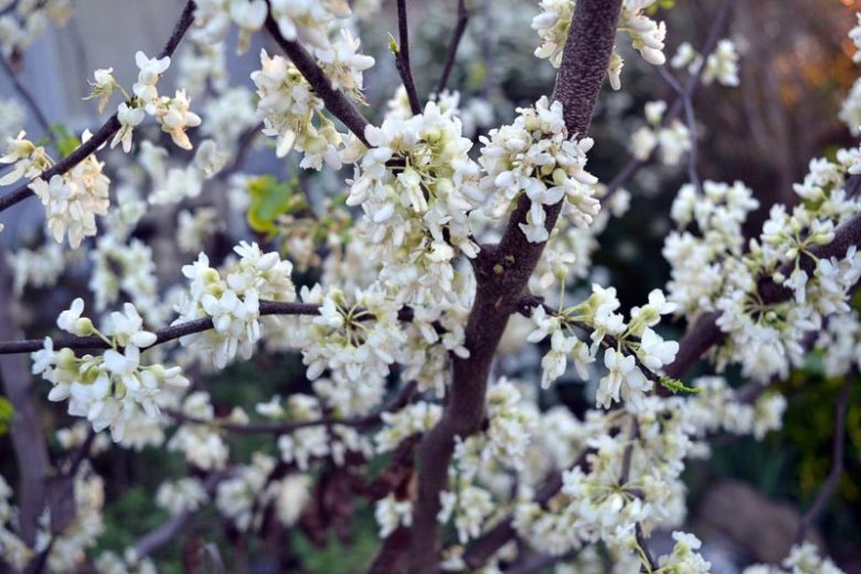 Cercis canadensis f. alba, White Eastern Redbud, White-Flowered Eastern Redbud, Shrub, Small Tree, White Flowers, White Redbud