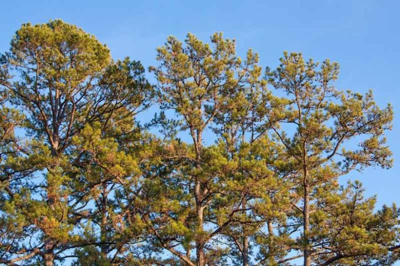 Pinus virginiana, Virginia Pine, Jersey Pine, Scrub Pine, Evergreen Tree, Evergreen Shrub, Conifer