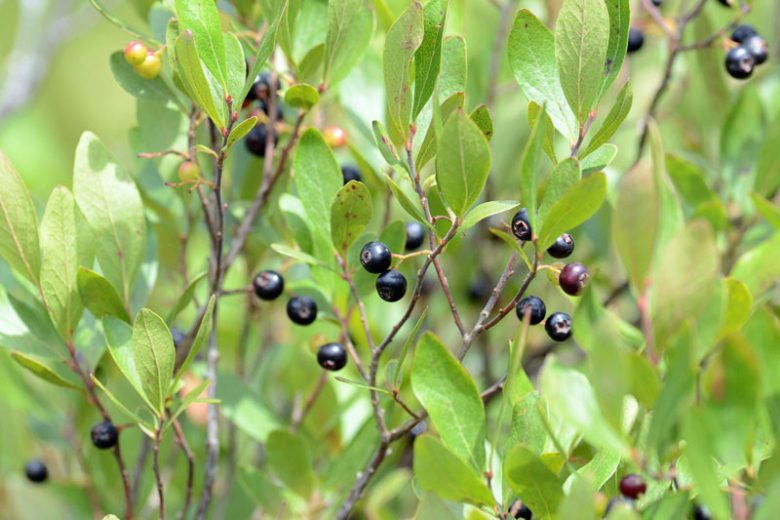 Gaylussacia baccata,Black Huckleberry, Decachaena baccata, Blueberries, Fruiting Shrubs, Black Berries