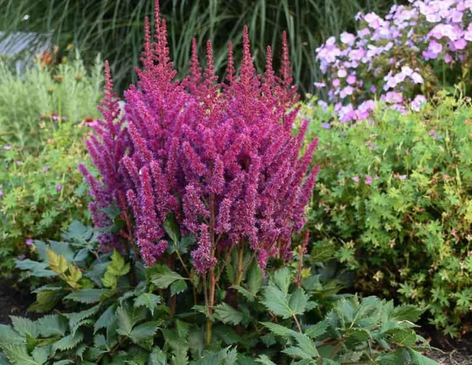 Chinese Astilbe 'Visions', False Spirea 'Visions', False Goat's Beard 'Vision's, Astilbe 'Vision in Pink', Astilbe 'Vision in Red', Astilbe 'Vision in White'