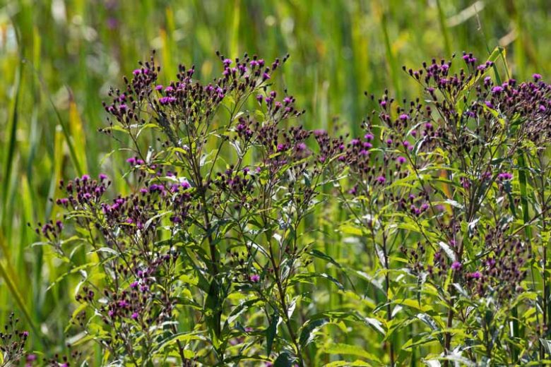 Vernonia noveboracensis, New York Ironweed, New York Flat Tops, Vernonia harperi, Purple Flowers, Purple Perennials