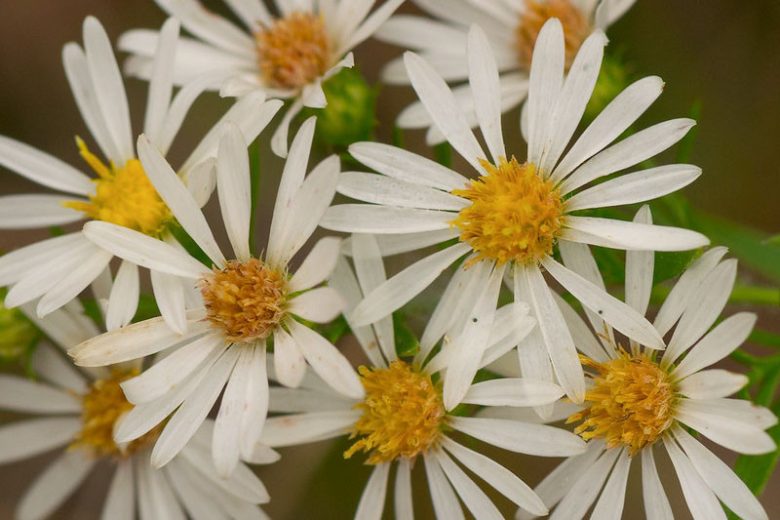 Symphyotrichum pilosum, Hairy White Oldfield Aster, Aster pilosus, Fall perennials, Fall Flowers, White Asters