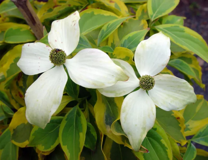 Cornus Summer Gold, Summer Gold Dogwood, Variegated Dogwood, Variegated Kousa Dogwood, Cornus 'Summer Gold', Deciduous Shrubs, Foliage, Fall color, Winter color, shrub with berries, Flowering tree, red fruits