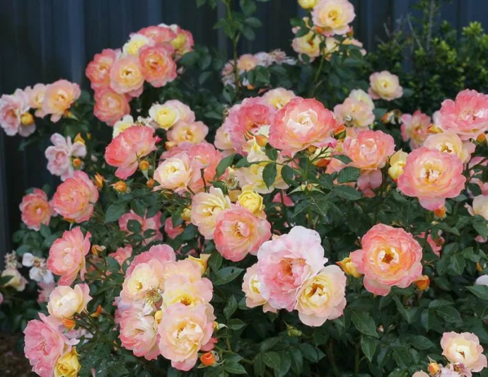 Rose Oso Easy Italian Ice, Rosa Oso Easy Italian Ice, Oso Easy Italian Ice Rose, Shrub Roses, Rose bushes, Garden Roses, Rosa'CHEWNICEBELL', Yellow Roses, Yellow Flowers