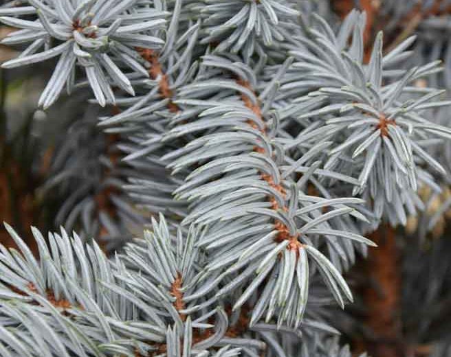 Picea pungens 'Koster', Colorado Spruce 'Koster', Picea pungens (Glauca Group) 'Koster', Picea kosteri 'Glauca', Picea pungens 'Koster Compacta', Evergreen Conifer, Evergreen Shrub, Blue Conifer,