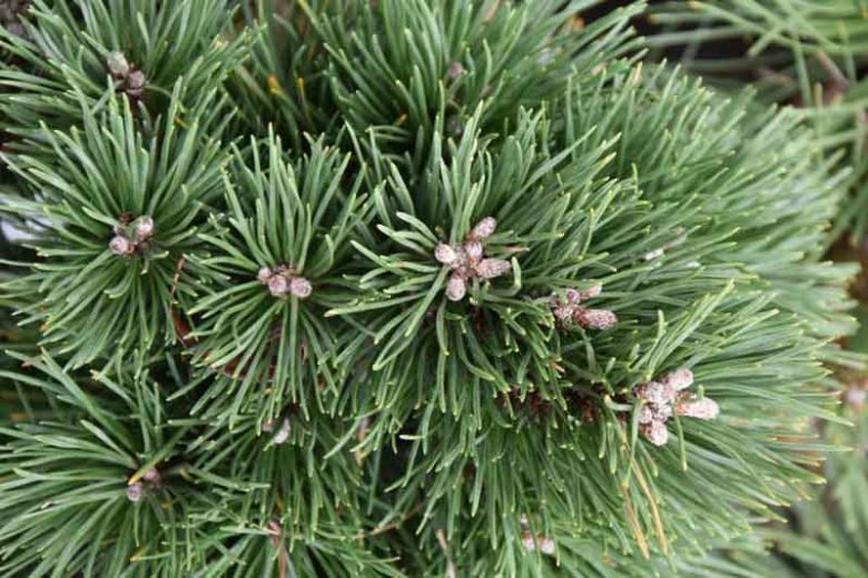 Pinus mugo 'Gnom', Dwarf Mountain Pine 'Gnom', Dwarf Pine 'Gnom', Drooping Cone Pine 'Gnom', Mountain Pine 'Gnom', Swiss Mountain Pine 'Gnom', Evergreen Conifer, Evergreen Shrub, Dwarf Conifer