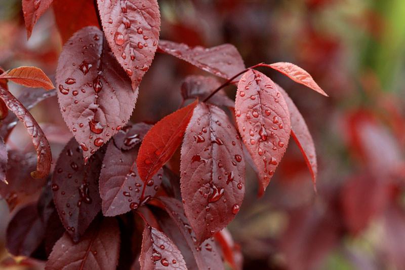 Prunus cerasifera 'Thundercloud',Cherry Plum 'Thundercloud', Thundercloud Cherry Plum, Flowering Tree, Pink flowers, pink prunus