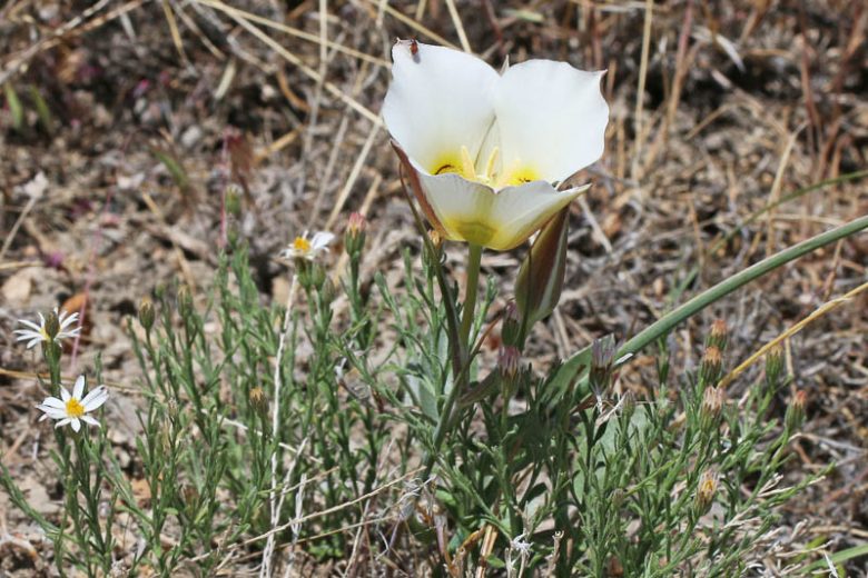 Calochortus nuttallii, Sego Lily, Mariposa Lily, Sego-lily, White Flowers, Drought Tolerant plant, Drought Tolerant Perennial