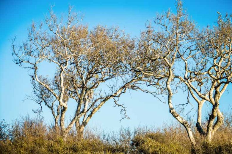 Platanus racemosa, California Sycamore, Western Sycamore, Aliso, Deciduous Tree, Fall Color