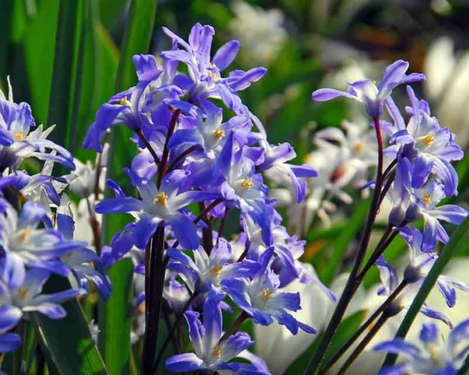 Chionodoxa Blue Giant, Glory of the Snow Blue Giant, Chionodoxa forbesii, Chionodoxa Luciliae, Chionodoxa Gigantea, Spring bulbs, Early Spring bloom, Late winter bloom