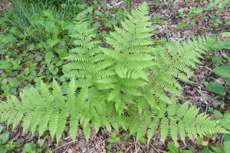 Dennstaedtia punctilobula, Eastern Hay-Scented Fern, Shade plants, shade perennial, plants for shade, plants for wet soil