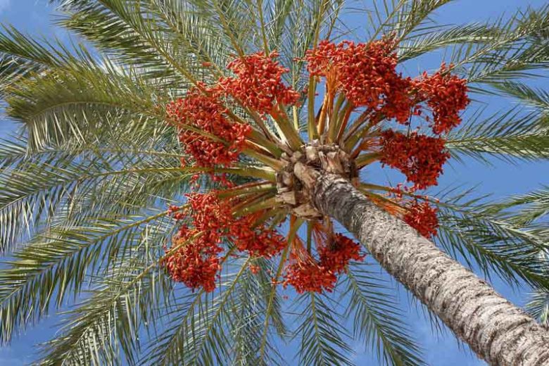 Phoenix dactylifera, Date Palm, Drought tolerant tree, Palm Tree