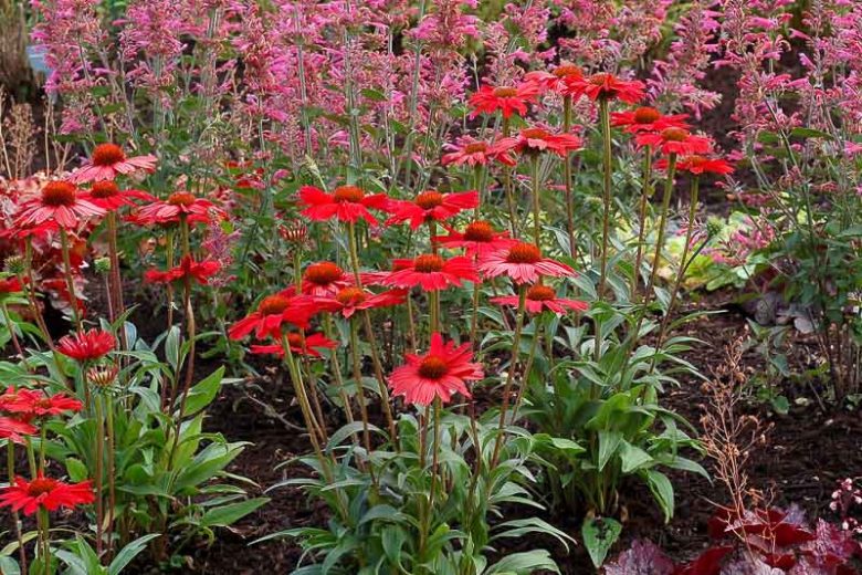 Echinacea Kismet Red, Kismet Red Echinacea, Coneflower Kismet Red, Echinacea 'Tnechkrd', Kismet Series, Red coneflowers, Red Echinacea, Red Flowers, Red Perennials
