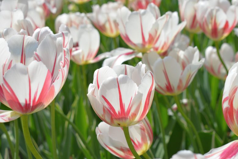 Tulipa 'Carnaval de Rio', Tulip 'Carnaval de Rio', Triumph Tulip 'Carnaval de Rio', Triumph Tulips, Spring Bulbs, Spring Flowers, White Tulips, Bicolor Tulip