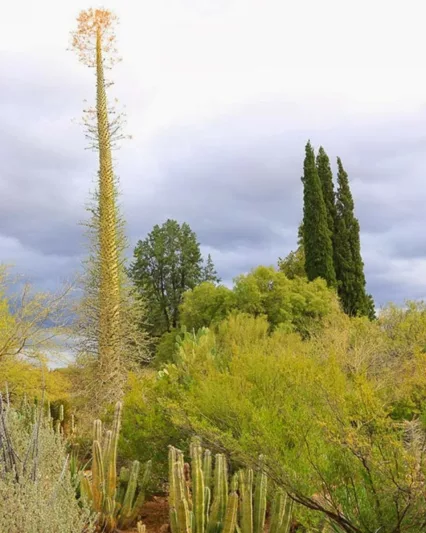 Fouquieria columnaris, Boojum Tree, Cirio,  Desert Shrub, Mediterranean shrubs, Evergreen Shrubs, Red flowers,  drought tolerant flowers