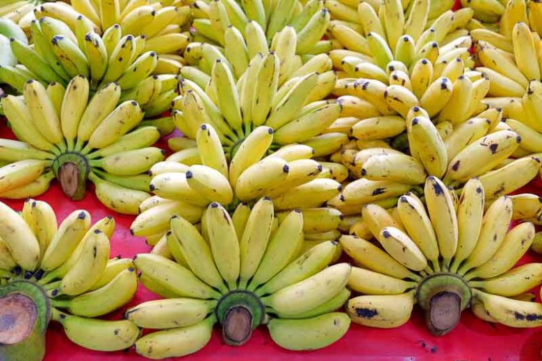Musa acuminata, Banana, Commercial Banana, Cavendish Banana, Tropical Tree, Tropical Shrub
